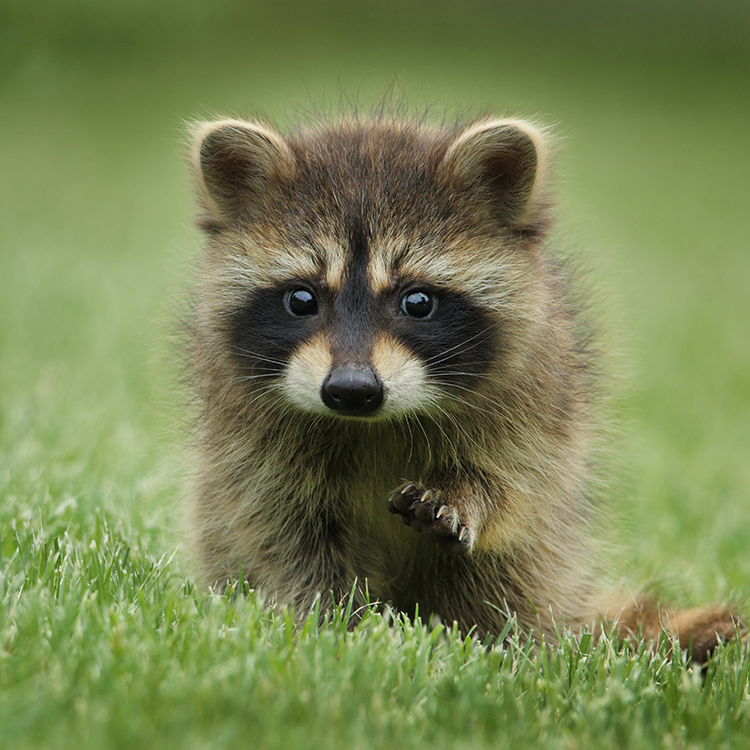 VPBN-824005 Sino Crafts-Custom Cute little raccoon white rabbit giraffe Paint By Numbers Adult,DIY Digital Painting Kit, frameless 16×20 inches (40×50 cm)