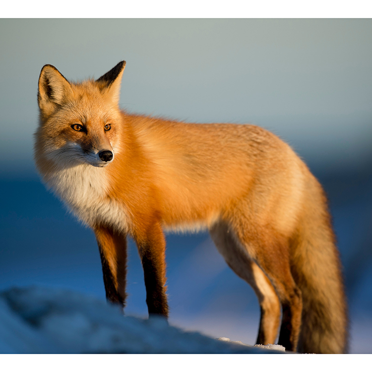 VPBN-824004 Sino Crafts-Custom Lovely white tiger elk and fox Paint By Numbers Adult,DIY Digital Painting Kit, frameless 16×20 inches (40×50 cm)